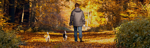 Carer walking dogs in the forest